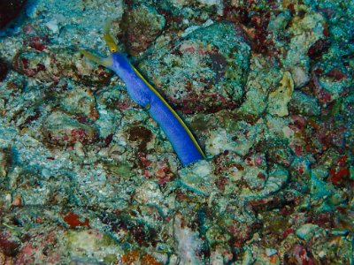 Jan 17 - Similan Diving Safaris